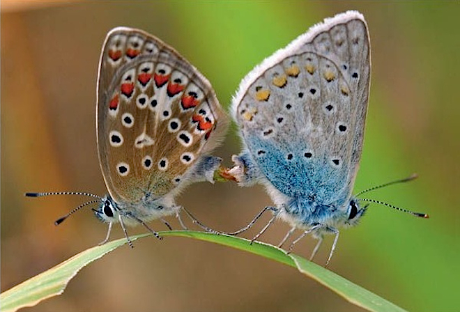 How Do Butterflies Have Sex 19